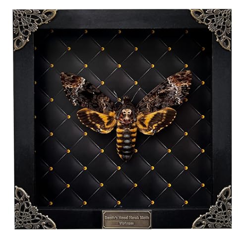 Véritable boîte encadrée faite à la main Tête de mort Papillon Cadeau unique Entomologie Insecte Taxidermie Gothique Décoration murale Décoration d'intérieur K18-01-NEM-MT