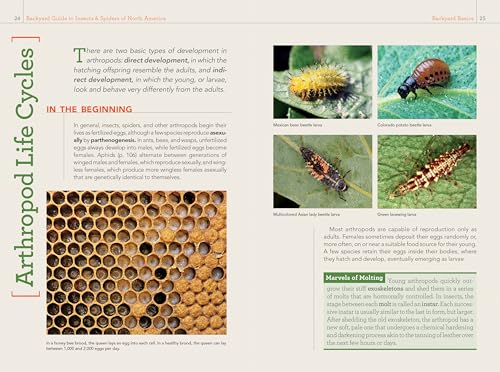 National Geographic Backyard Guide to Insects and Spiders of North America (National Geographic Backyard Guides) - Image 8