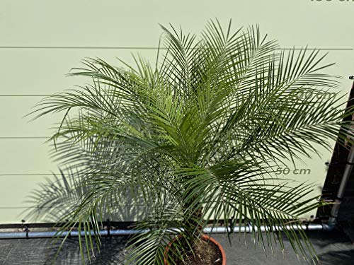 Phönix Roebelenii stamhoogte 20-30 cm - A+ - Afbeelding 4
