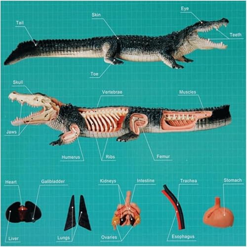 Xiaoxu Modelo anatómico de cocodrilo, Modelo de órganos Desmontables con visión 4D para formación y educación médica con 26 componentes.