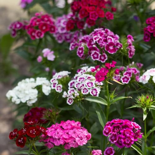 Dianthus barbatus 'Volcano Mix' Organic Sweet William Flower