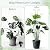 3 Set Tall Trellis for Potted Plants Indoor, 32'' Expandable Garden Metal Trellis for Climbing Plants Outdoor, Monstera Plant Support for Hoya, Vine, Ivy Pothos (Black)