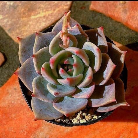 Amazon.co.jp: 多肉植物 スティルハート : Home & Kitchen