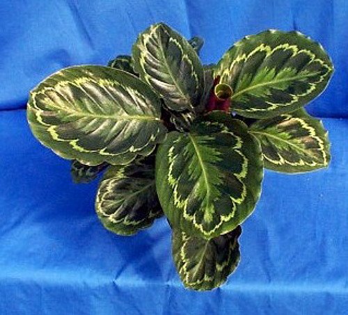 Medallion Prayer Plant - Calathea 4'' Pot - Easy House Plant #TOP2