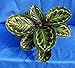 Medallion Prayer Plant - Calathea 4'' Pot - Easy House Plant