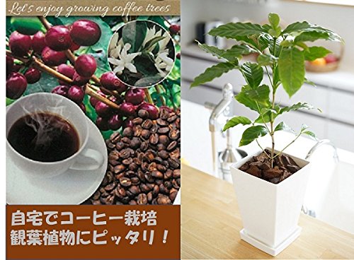 Amazon.co.jp: コーヒー苗木 植え替え4点セット【高級コーヒー