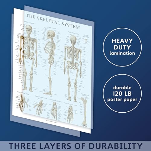 image for Palace Learning 3 Pack - Muscle + Skeleton + Nervous System Anatomy Po