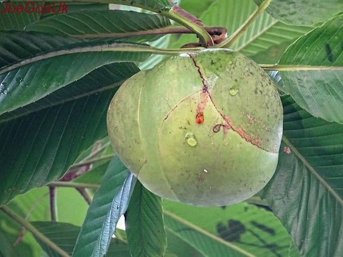Image of All-Time 12 Months Hybrid GRAFTED Live Fruit Plant Original & Authentic Organic Tree for Outdoor Fast-Growing Fruit Plant Home Gardens Pack Of-1 (Elephant Apple /Chalta, Medium)