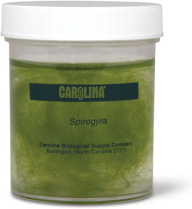 Carolina Spirogyra Culture – Living Filamentous Green Algae | Unique Spiral Chloroplasts | Perfect for Classroom Microscopy and Algae Studies