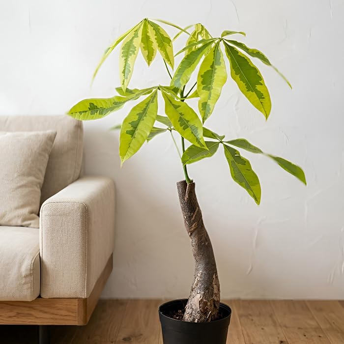 Amazon｜観葉植物 斑入り パキラ ムーンライト 6号鉢 希少 観葉植物