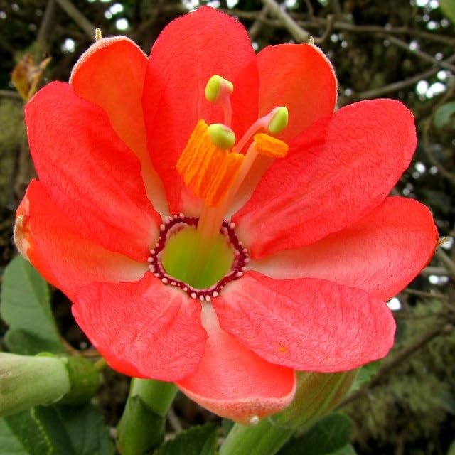 PASSIFLORA MIXTA Gx 191