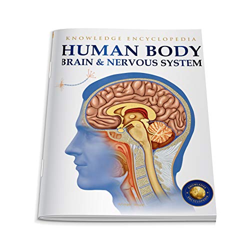 Image of Human Body - Brain And Nervous System: Knowledge Encyclopedia For Children