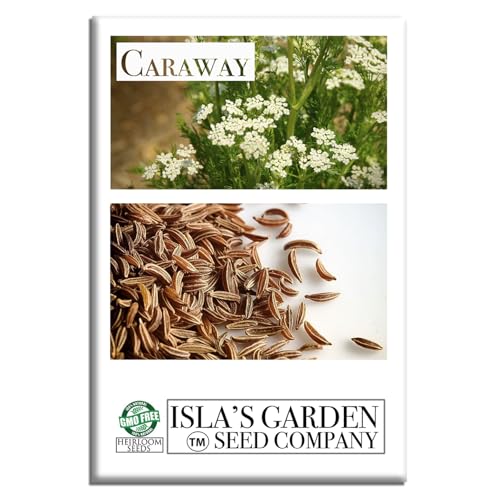 Caraway Herb Seeds (Carum carvi) – 250+ Non-GMO & Heirloom Seeds for Planting, Aromatic Culinary Herb with Flavorful Seeds, by Isla’s Garden Seeds, Great Home Garden Gift Idea