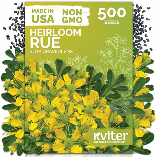 KVITER 500 Common Rue Seeds (Ruta Graveolens) - Rue Herb Drought Tolerant Perennial Heirloom Seed - Medicinal Herb Seeds in Seed Packets for Outdoor Garden Garden Beds and Containerss
