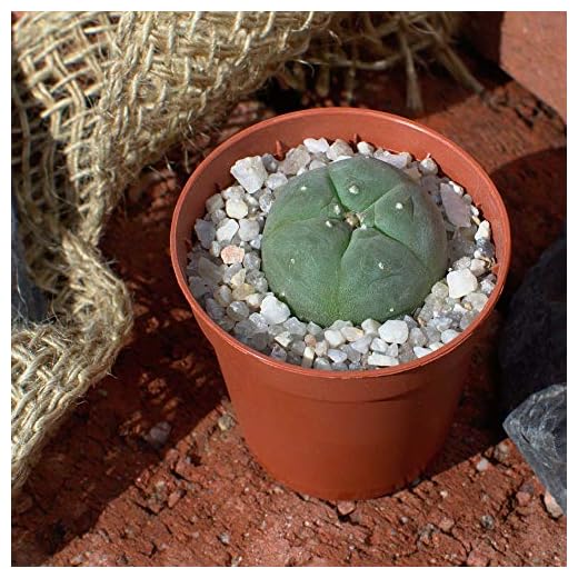 Lophophora Wilamsii Peyote - Planta joven a partir de 2,6 cm