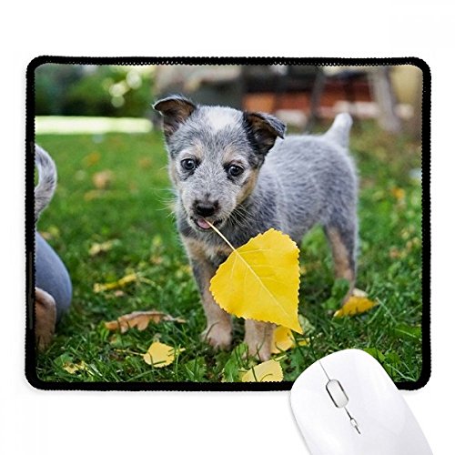 Mousepad de perro para regalo: alfombrilla antideslizante con bordes cosidos