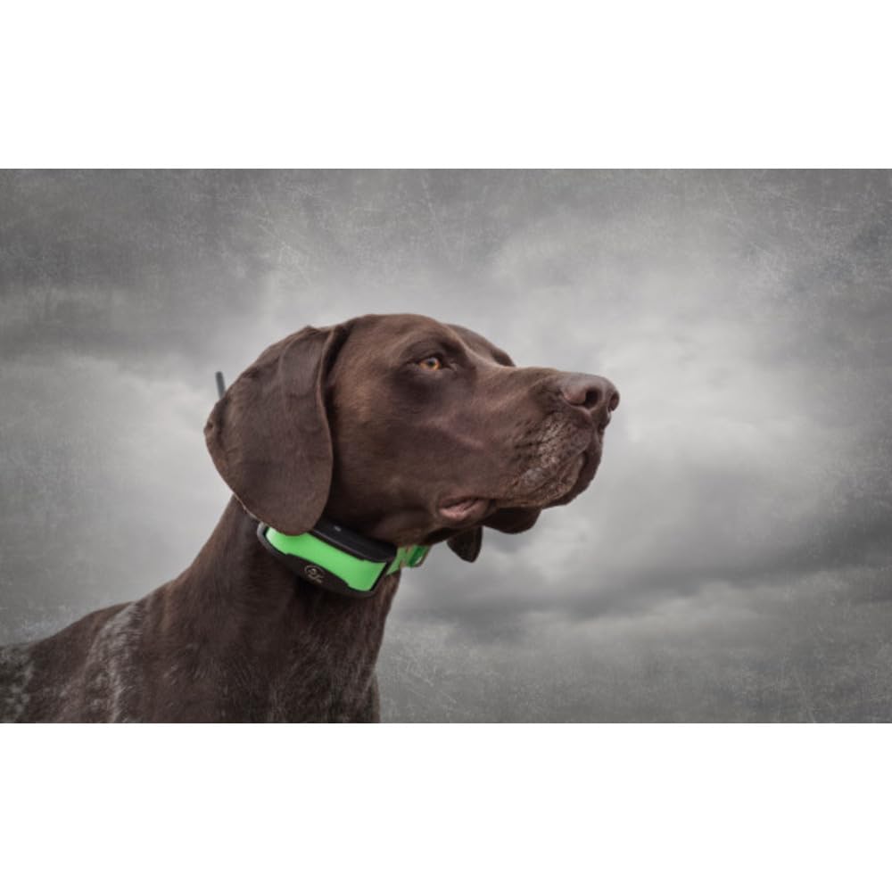 SportDOG TEK Série 1.5 Système GPS