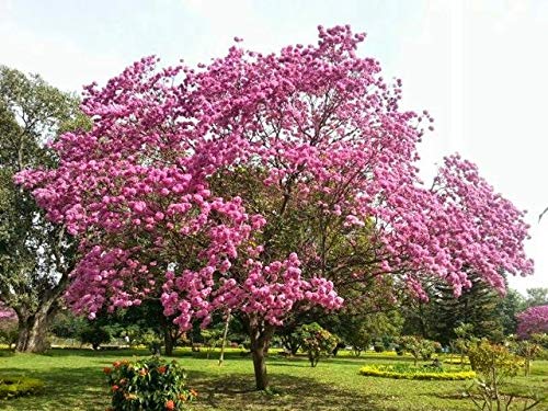 Royal Paradise Garden Pink Gulmohar Bonsai Suitable Seeds Delonix regia 5 Seeds, Flam-boyant, The Flame Tree, Royal Poinciana (B07XGRZY6Y) Amazon Price History, Amazon Price Tracker