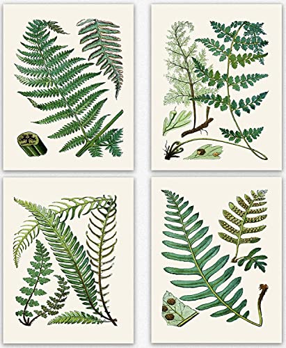 Poster botanique fougère décoration murale salon set de 4 affiches