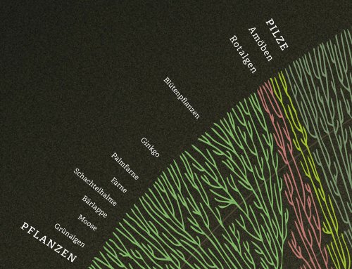 Poster arbre phylogénétique de l'évolution des espèces vivantes