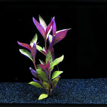 PondPlantsUK - Alternanthera Lilacina- submerged - Aquarium 20 Strands
