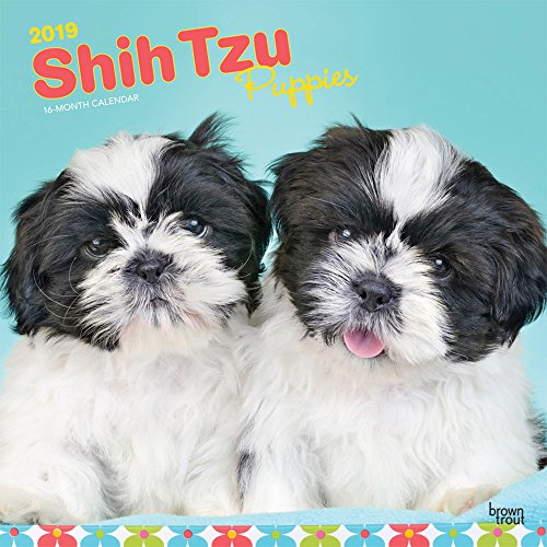 Télécharger Shih Tzu Puppies 2019 Calendar livre En ligne