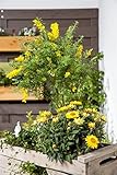 PlantaPro