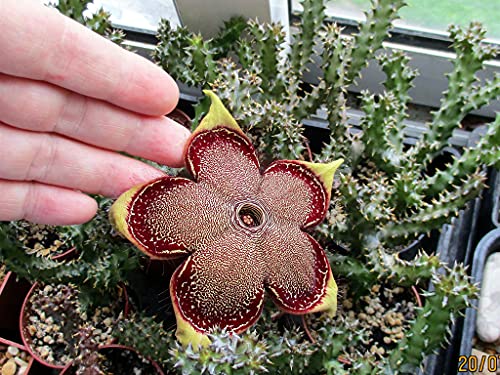 5 Edithcolea Grandis Cactus Seeds | Rare Exotic Huernia | Orbea Stapelia Succulent #TOP1