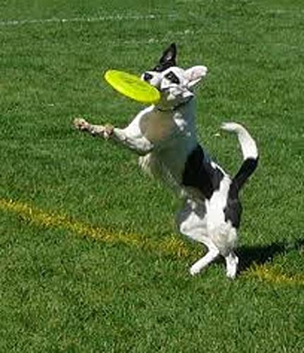 Forty Sycamore! Flying Dog Frisbee Lightweight Material Perfect for Small Dog Breeds and Pets | Interactive Flying Disc for Pups 7”, Yellow Forty Sycamore! Flying Dog Frisbee Lightweight Material Perfect for Small Dog Breeds and Pets | Interactive Flying Disc for Pups 7”, Yellow