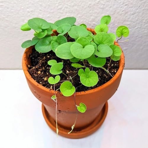 100Pcs Green Dichondra Plant Seeds