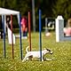 G TALECO GEAR Agility Set Hunde, 7-teiliges Set Agility Ausrüstung für Hunde, Agility Set mit 180CM Hundetunnel, Einstellbar Springring, 3 Einstellbar Hürdenstange, 8 Slalomstangen