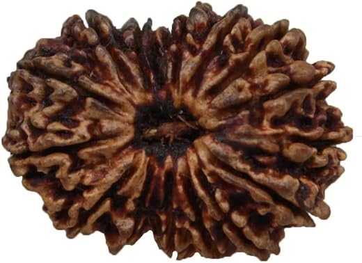 17 Mukhi Rudraksha Original Certified Nepali 30mm With Capping Natural Nepal 17 मुखी रुद्राक्ष नेपाली माँ कात्यानी देवी वि...