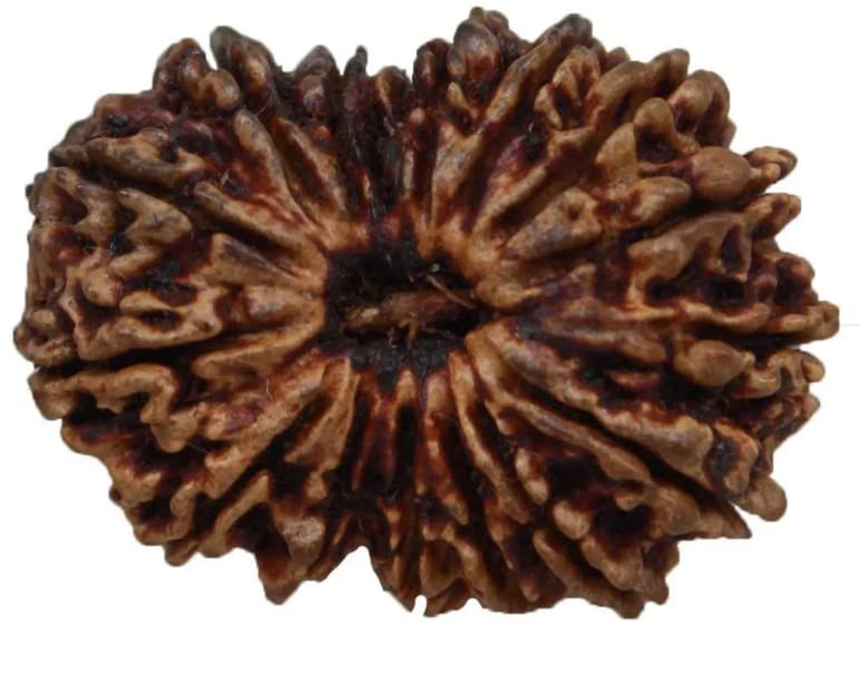 17 Mukhi Rudraksha Original Certified Nepali 30mm With Capping Natural Nepal 17 मुखी रुद्राक्ष नेपाली माँ कात्यानी देवी वि...