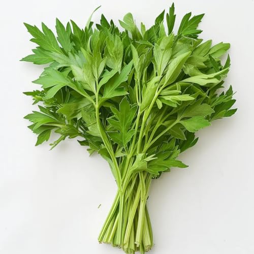 300 semillas de apio (levisticum officinale) apio perpetuo - SemiSauvage Permaculture