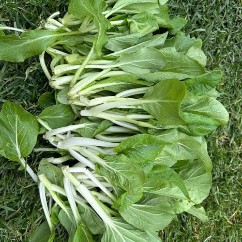 Semi di Pak Choi biologici - esotiche da balcone senape cinese appartamento purificatrici dell'aria sul, varietà antiche, 300pcs