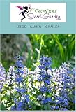 40graines Bugle rampante - Ajuga reptans - blau- résistante au froid