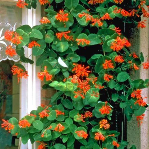 Coral Honeysuckle Plant, Live Honeysucke Vine, 5-8 Inc Tall, Red Honeysuckle for Planting, Climbing Honeysuckle Bush Shrubs, Fragrant, No Pot