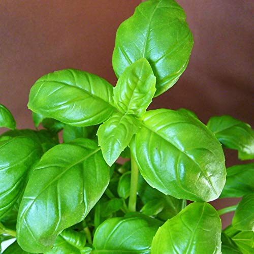 Risala Basil - Sweet GENOVESE - Multiples of 25,000 Seeds Custom Packed to Order
