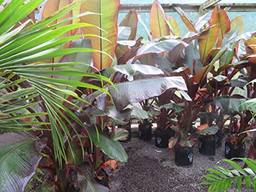 Red Abyssinian Banana Tree - 3 Live Starter Plants - Ensete Maurelii - Fruit Tree For The Patio And Garden #TOP3