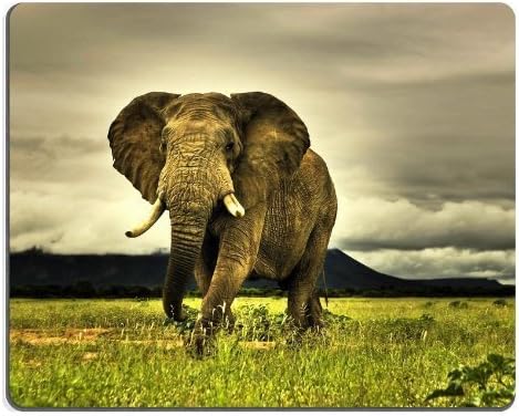 Animal Elephant Africa Wildlife Grassland Tusk pad thai noodles mouse pad gaming 7.59 inch by CHAVONElee