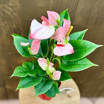 Amazon｜おしゃれ 観葉植物：アンスリウム 彩*3号 プラポット