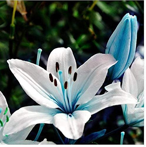 Graines de fleurs de lys bleu Belles graines de fleurs de lys blanc paquet de 100 graines