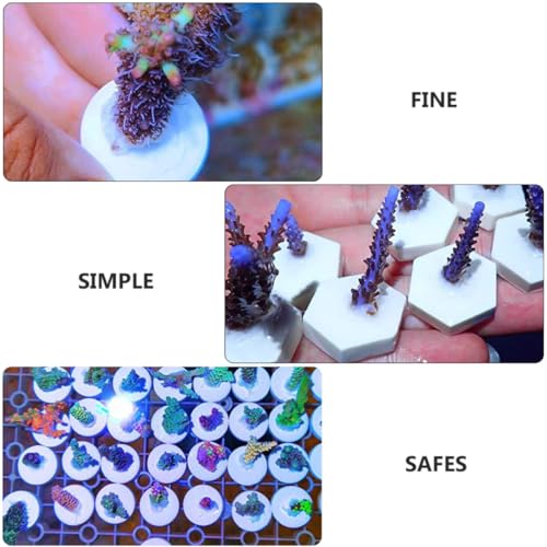 Soporte de fragmentos de corales base resistente para propagación en rocas 4