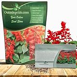 Outsidepride Salvia Coccinea Scarlet Sage Seeds for Planting - 5000 Pcs Perennial, Heat-Tolerant Wildflower Seeds w/Red Blooms, Attracts Hummingbirds & Butterflies for Pollinator-Friendly Gardens