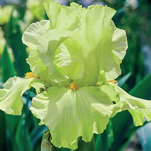 Gebdinsh Garden® Lime Color Imported Iris Aromatic Flower Bulbs For Your Home Gardening | Pack of 2 bulbs (B0DGL9V1R7) Amazon Price History, Amazon Price Tracker