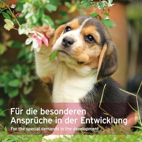 AniForte Junior Active für Welpen und Junge Hunde 250g - Für Knochen, Sehnen, Bänder, Zahn Entwicklung von Welpen & Junghunden. Puppy Ergänzung mit Kalzium, Vitaminen und Mineralien