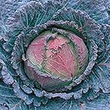 Perenne Armeria Maritima (Mare Thrift/Mar Rosa) Red Rose 400 semi