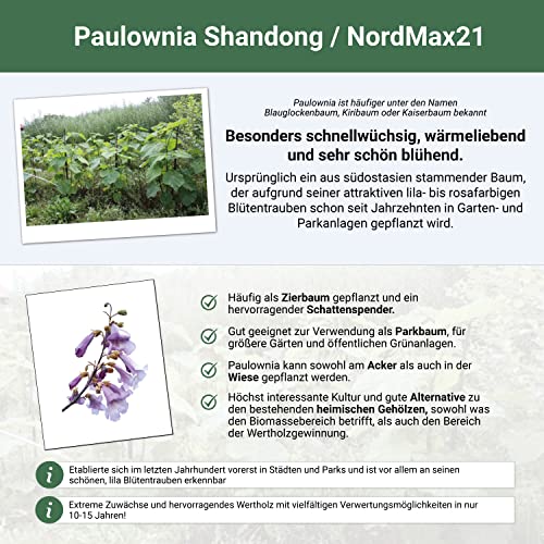 Blauglockenbaum Paulownia SHANDONG schnellwachsend - auch bekannt als Kiri-Baum, Kaiserbaum mit blauvioletten & glockenförmigen Blüten als Wertholz & Schattenbaum (2x 9 cm-Topf)