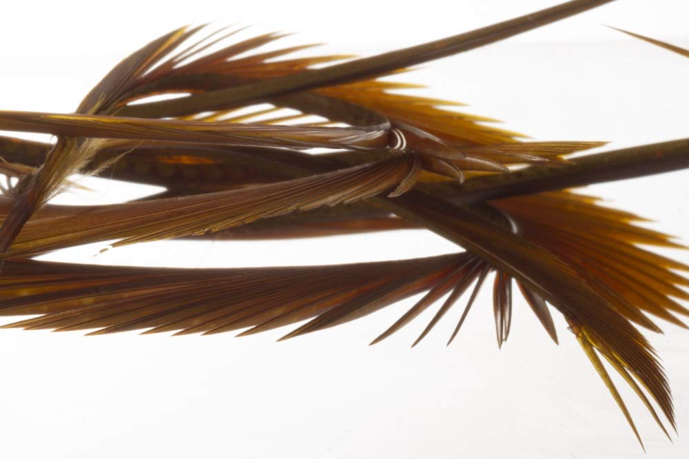 Semperfli GOOSE BIOTS for Fly Tying, Good for cheeks on buzzer flies (Cinnamon)