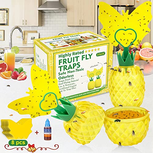 Top 10 Best Traps For Fruit Flies Reviews & Buying Guide Katynel